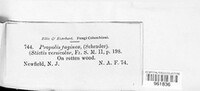 Propolis faginea image